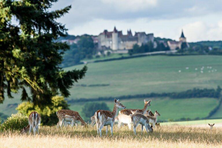 chateau-sainte-sabine-1lieu1salle-parc.jpg