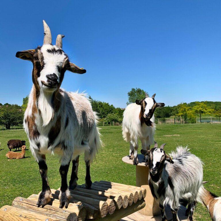 Campanile-Mini-Farm1.jpg