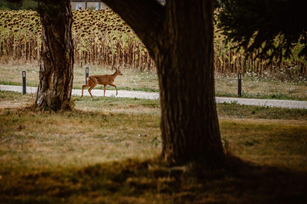 Arte-da-Luz-International-Domaine-de-Boulouch-Avond-aanzicht-6-scaled-1.jpg