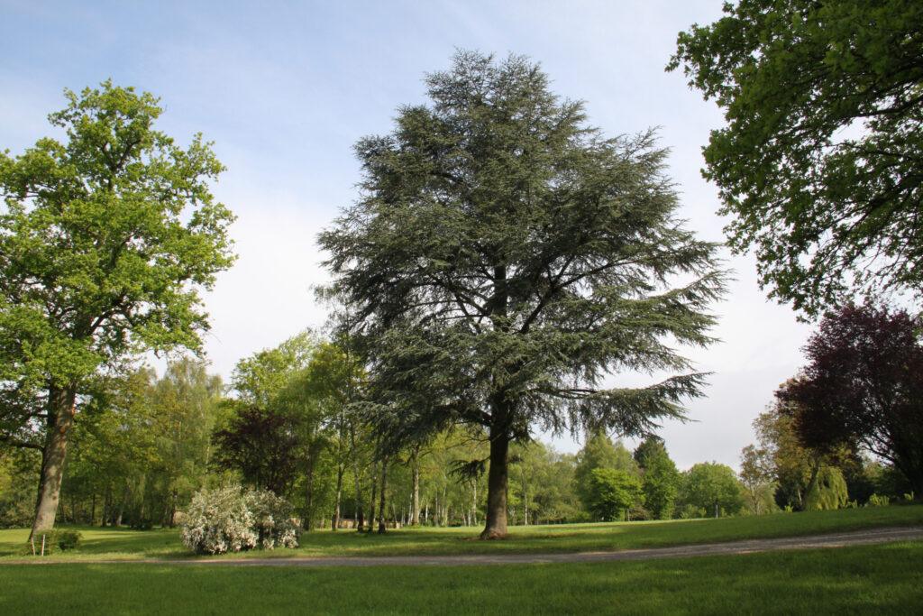 arbre-3-002-scaled-1.jpg