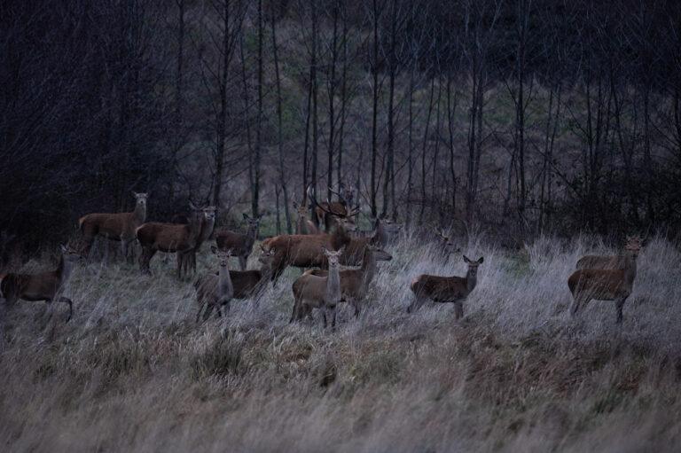 HARDE-DE-CERFS-scaled-1.jpg