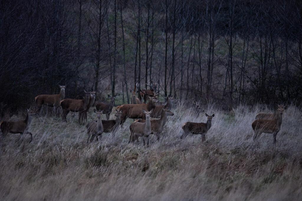 HARDE-DE-CERFS-scaled-1.jpg