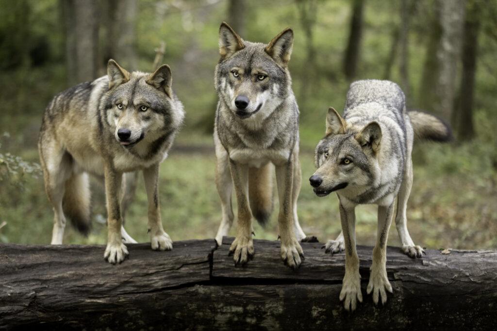 immersion-loups-europeens-scaled-1.jpg