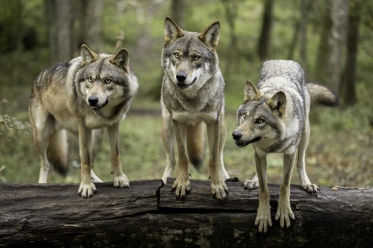 immersion-loups-europeens-scaled-1.jpg