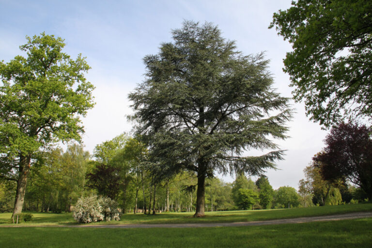 arbre-3-002-scaled-1.jpg
